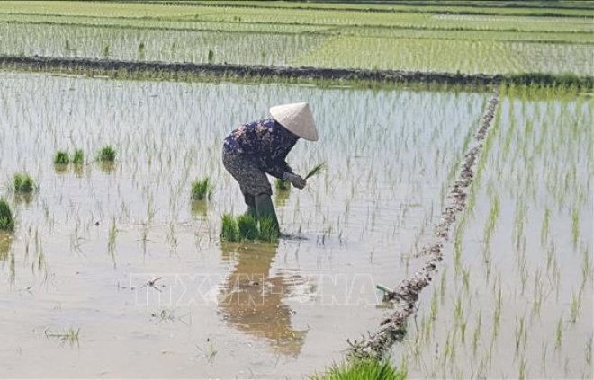 vna_potal_nong_dan_vinh_phuc_xuong_dong_gieo_cay_lua_mua_104328644_stand.jpg